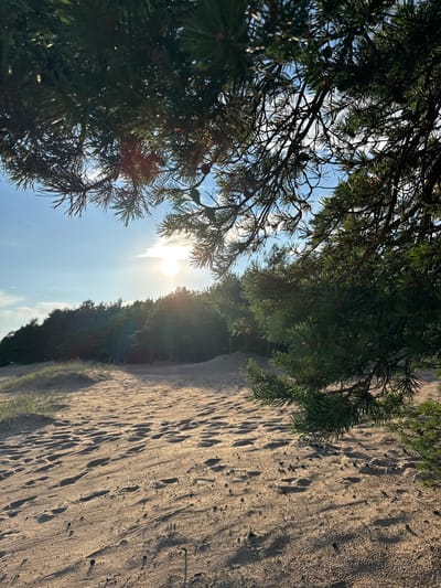 A sandy beach is in the foreground, marked with numerous footprints. In the middle ground, a line of trees forms a dense forest against the horizon. The sky above is bright blue with a few scattered clouds and the sun is visible, shining through the branches of a pine tree that frames the upper right corner of the image. The scene is likely located on the shore of the Gulf of Finland near Shepelevo, Russia, given the characteristic landscape of sand dunes, pine forests, and the bright sky typical of the region. The overall atmosphere is tranquil and natural.
