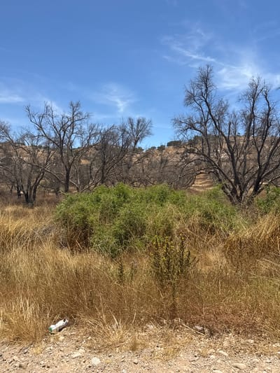 This image depicts a dry, arid landscape with sparse vegetation under a clear blue sky. In the foreground, dry, tall grasses dominate the scene, with a white plastic bottle with green accents lying on the gravelly ground to the left. Behind the grasses, a dense patch of green bushes stands out. Further back, a grove of bare, leafless trees with intricate branches creates a stark silhouette against the horizon. The background consists of rolling hills covered in dry vegetation. The overall impression is one of a natural, undeveloped area, possibly a rural or wilderness setting. There are no people or animals visible in the image.