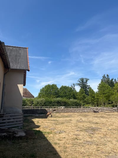 The image depicts an outdoor scene on a sunny day, with a clear blue sky dotted with wispy white clouds. In the foreground, a portion of a building with a dark, slanted roof and beige walls is visible on the left. Next to it, a wooden pallet structure is present. The ground is covered in dry, yellow grass, indicative of a warm season.
In the middle ground, a brown deer-like animal is grazing in the dry grass. Behind the animal, a stone wall with a wooden fence runs horizontally across the frame. Beyond the fence, a dense line of green trees forms a backdrop. Further in the distance, more trees of varying heights and species are visible. To the right, another wooden fence structure is present.
The overall scene suggests a rural or semi-rural setting, possibly a farm or an animal enclosure. The presence of the building and the dry landscape hints at a location in a region with hot summers. Considering the context of Rambouillet, France, this could be an area within the town or its surrounding countryside, known for its historical significance and natural landscapes, including parks and forests. The scene is peaceful and natural.