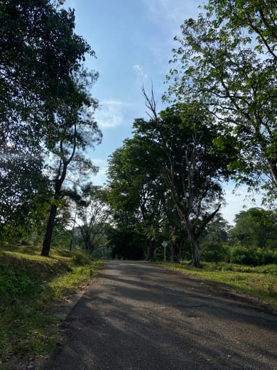 This media file depicts a winding asphalt road bordered by lush green grass and mature trees. The road appears to be situated in a natural, outdoor setting, possibly a park or a rural area, with the dense foliage suggesting a tropical or subtropical climate. The camera is angled upwards, capturing the canopy of trees against a bright, partly cloudy sky, hinting at a sunny day. Shadows from the trees are cast across the road, indicating the time of day is likely late morning or early afternoon. The scene evokes a sense of tranquility and natural beauty, characteristic of the Gudang Batu area in Indonesia. There is a white diamond-shaped sign with black markings visible on the left side of the road.