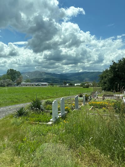 A rural cemetery is depicted under a partly cloudy sky. In the foreground, white marble headstones are interspersed with tall, green grass and yellow wildflowers. A gravel path runs to the left of the cemetery. In the middle ground, a large, green field stretches towards a long, white building with a red roof. Beyond the field, rolling hills and mountains form the background, with some appearing to be covered in light snow or mist. Trees are visible on the left and right sides of the image, and a dark green forest can be seen in the distance to the right. The overall scene suggests a serene, outdoor environment with a mix of cultivated and natural elements. This image was taken in the city of Anton, Bulgaria.