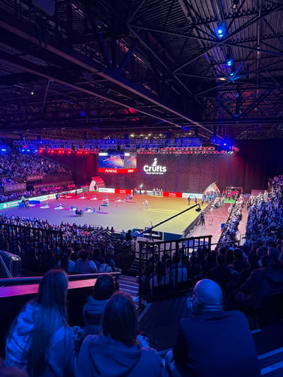 The image depicts a large-scale indoor arena event, identified as "Crufts Royal Kennel Club" by the prominent logo on the main LED display screen. This event is taking place at the National Exhibition Centre (NEC) in the Metropolitan Borough of Solihull, United Kingdom.
The scene is viewed from an elevated position within the tiered spectator seating, looking down towards the brightly lit arena floor and the large stage/display area. The high ceiling features a dark, complex structure of metal trusses and lighting fixtures, casting blue and red hues across the upper sections of the venue.
On the arena floor, multiple white cylindrical platforms or podiums are arranged, each accompanied by small groups of individuals, some interacting with dogs. A lone figure stands near the center of the floor, facing the large display screens. Two primary LED screens at the far end exhibit event branding, live video feeds, and sponsor logos including "Antinol" and "Agria". Below these screens, sponsor banners such as "Skoda" are visible along the lower tier of seating.
Hundreds of spectators occupy the tiered seating sections, largely observing the activities on the arena floor. In the immediate foreground, the backs of several audience members are visible, silhouetted against the arena's ambient blue and purple lighting. The environment indicates a live, organized competition or exhibition event with a significant audience.