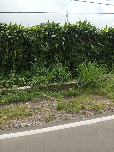 This image depicts a roadside scene in Batulawang, Indonesia, under an overcast sky. The foreground shows a dark grey paved road with a solid white line marking its edge. Adjacent to the road is a gravel and dirt shoulder containing scattered small rocks, patches of green grass, and minimal debris. Further back, a low, light-grey concrete curb or retaining wall is partially obscured by vegetation. Behind the curb, several clusters of tall, light-green, broad-bladed grass grow prominently. The background features a dense, high wall of mixed tropical foliage, primarily consisting of large-leafed plants and intertwining vines, forming a solid green barrier. Two thin, dark horizontal lines, consistent with utility wires, traverse the upper portion of the frame against the light grey sky. No individuals or specific activities are observable.