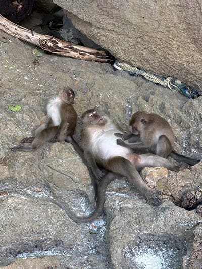 Three macaques are resting on a rocky surface, likely in Ton Sai, Thailand. The largest macaque is lying on its back with its eyes closed, appearing to be asleep or very relaxed. Another macaque is seated and appears to be grooming the larger one, while a third, smaller macaque is sitting nearby with its eyes closed. The environment is characterized by large, textured rocks and some scattered debris, including a piece of wood and a frayed rope. The ground is wet in some areas, suggesting recent rainfall or proximity to water.