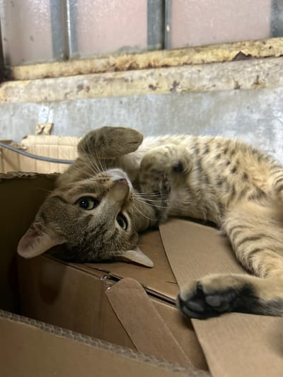 A tabby cat lies on its back on top of cardboard boxes. The cat has green eyes and is looking up at the camera. Its paws are in the air. The background is blurry but appears to be an indoor industrial setting with concrete walls and some metal shelving. The image was taken in the city of Struma, Bulgaria.