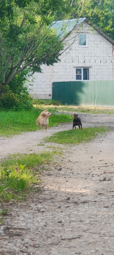 Two dogs, one larger and light-colored and one smaller and dark-colored, stand on a dirt path in front of a house. The house, constructed of light-colored bricks, has a light-colored roof and a small window on the upper level. A green metal fence is visible behind the dogs. Lush green trees and grass surround the scene. The image appears to be taken in a rural or suburban setting, potentially in the village of Bol'shaya Listovka, Russia, given the architectural style and vegetation.