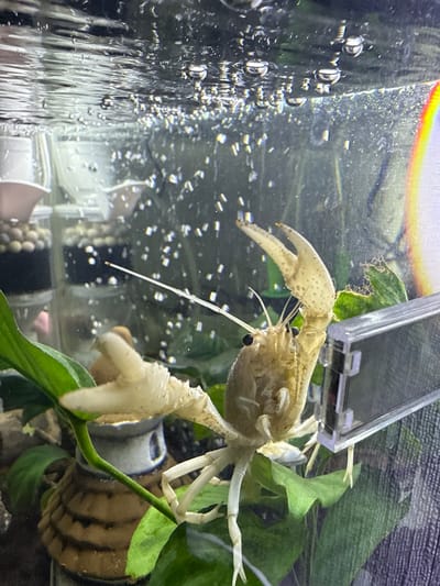 This close-up image captures a pale, light-colored crayfish with large, speckled claws and prominent black eyes, situated within an indoor aquarium. The crayfish appears to be resting or climbing among several green aquatic plants, with its long antennae extended. A clear plastic or glass fixture is visible above its head, partially obscured by plants.
The water inside the aquarium is filled with numerous small bubbles, especially concentrated on the left side of the frame, suggesting aeration or water circulation from a filter. A bright light source above the tank creates a rainbow-like reflection across the top edge of the image. In the background, through the clear water, hints of other tank decor, possibly a snail shell with dark stripes, can be seen. The scene is brightly lit, likely by artificial light, and conveys a serene aquatic environment. No visible text is present in the image. The photo was taken in Vniissok, Russia.