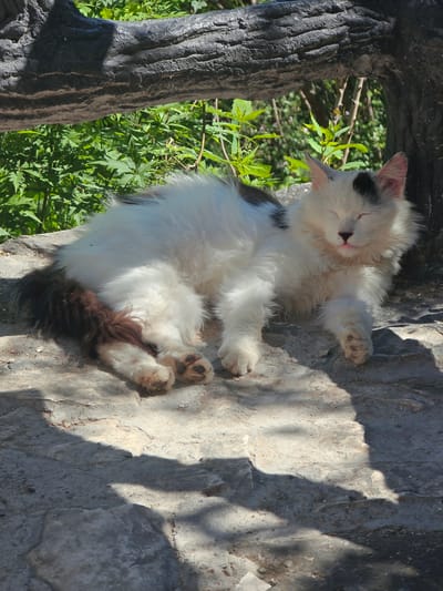 A long-haired cat with white and black fur is lying on its side on a stone surface. The cat's eyes are closed, and its tongue is slightly sticking out. The cat's tail is fluffy and dark brown with white streaks. The background consists of green foliage and a dark, textured log. The scene is lit by sunlight, casting shadows on the stone. The location is identified as Huairou District, China.