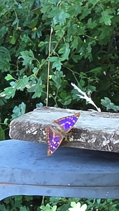 A purple and orange butterfly with white spots rests on a rough, grey, rectangular object. The object is positioned on top of a dark blue surface. In the background, lush green foliage is visible. The scene appears to be in a garden or natural outdoor setting, potentially in Ottonville, France.