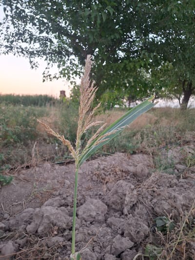 A close-up, low-angle shot captures a single stalk of corn in focus against a soft-focus background. The corn stalk, which has a dried, feathery tassel at its top, stands in cracked, dry soil. Behind the corn, a lush green tree with dappled sunlight filtering through its leaves dominates the upper half of the frame. The lower half of the background consists of dry grass and vegetation, suggesting a rural or agricultural setting. In the distance, a hazy sky with hints of pastel colors indicates either dawn or dusk. The scene appears to be located in Ko`kdala, Uzbekistan, given the context. No people or specific actions are visible.