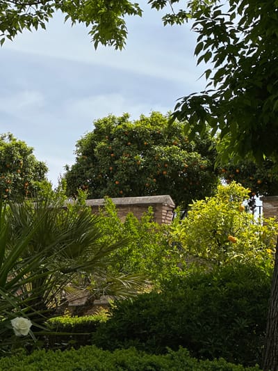 A vibrant and verdant outdoor scene is captured, looking upwards through abundant foliage towards a clear sky. The image is dominated by various shades of green, indicative of a lush garden or natural setting.
In the foreground, the branches and leaves of several trees frame the view from above and the sides. On the left, dark green leaves with a serrated edge create an archway against the sky. Towards the center and right, the dense canopy of what appear to be citrus trees is laden with numerous small, round, orange-colored fruits. These trees are robust and healthy, some parts of their foliage glowing with sunlight, while others are in partial shade.
Behind and partially obscured by the foliage, a stone or brick wall structure is visible, suggesting an older building or garden boundary. Its light greyish-brown tones provide a subtle architectural element amidst the greenery. To the far right and lower-right, other types of green plants and shrubs are present, including a tall, slender coniferous-like tree and the long, spiky fronds of a palm-like plant. Nestled among these fronds at the bottom right corner, a single, pristine white rose is in full bloom, adding a delicate contrast to the dominant green.
The sky, visible through the gaps in the canopy, is a bright, clear light blue with hints of wispy white clouds, indicating a sunny day. No human activity or visible text is present. The overall impression is one of tranquility and natural beauty within what could be a historical garden setting, consistent with the location context of Granada, Spain.