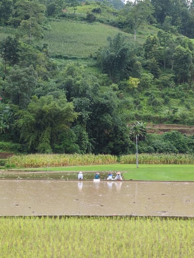The image depicts a rural scene in Mậu Duệ Commune, Vietnam, featuring agricultural fields and lush green hills. In the foreground, a flooded rice paddy with muddy water is visible, with newly planted rice shoots in the very front. Several individuals, wearing conical hats, are standing or squatting in the paddy, engaged in agricultural work. Behind the paddy, a field of mature corn or similar crops stands out with its yellow stalks. Further in the background, a dense forest covers the rolling hills, with terraced fields and vegetation climbing up the slopes. A solitary utility pole stands amidst the fields, and a few scattered trees dot the landscape. The overall impression is one of a working agricultural landscape in a hilly, verdant region.