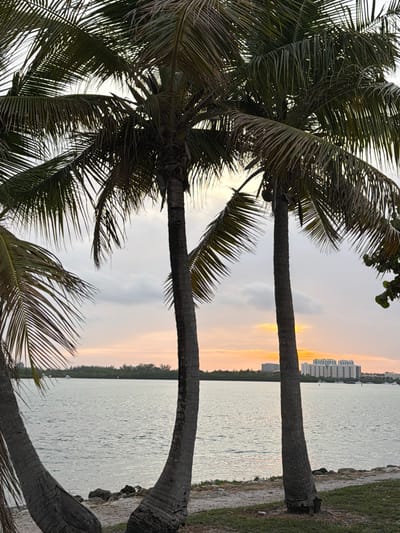 A wide-angle, medium shot captures a serene waterfront scene framed by palm trees at sunset in Miami Beach, Florida, United States of America. Three prominent palm trees, two in the foreground and one on the left, partially obscure the view of a calm, grey body of water. The water reflects the soft hues of the sky, with a gentle ripple across its surface. In the distance, a tree-lined shore is visible, with a modern, multi-story building and other structures dotting the horizon. The sky is overcast with patches of soft orange and yellow light peeking through, indicating the sun is setting. The ground in the foreground consists of sand and grass, with scattered rocks along the water's edge. The scene is devoid of any people or animals.