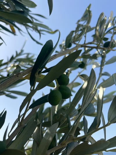 The image shows a close-up view of an olive tree branch against a clear blue sky. Several green olives are visible, along with numerous olive leaves. The leaves are elongated and pointed, characteristic of olive trees. The branch itself appears woody and textured. Sunlight filters through the leaves, creating highlights and shadows, suggesting it is daytime. The sky is a uniform light blue, indicating fair weather. The perspective is from below, looking upwards at the branch and olives. This view, combined with the clear sky and the olive tree, is suggestive of a Mediterranean setting, specifically Calp, Spain. There is no text visible in the image. The scene depicts a natural setting, likely a tree in an orchard or garden, with the focus on the fruit and foliage of the olive tree.