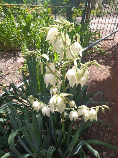 A Yucca plant with tall spikes of white, bell-shaped flowers stands in the foreground of a sun-dappled outdoor scene. The plant has long, dark green, sword-like leaves at its base. Behind the plant, a wire mesh fence is visible, with a metal pipe running horizontally in front of it. Beyond the fence, green foliage and some orange flowers can be seen. The ground is covered with dirt, small stones, and dry leaves. The lighting suggests it is daytime with bright sunlight casting shadows. The location is the city of Saksahan, Ukraine.