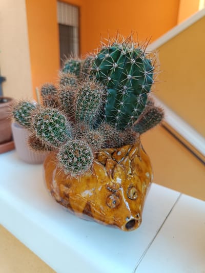 A close-up, eye-level shot showcases a cluster of cacti potted in a quirky, golden-brown ceramic pot shaped like a pig's head. The pot has embossed features resembling eyes, nostrils, and ears, with a hole where the snout would be. The cacti themselves are a mix of larger, dark green specimens with pronounced ribs and sharp spines, alongside smaller, lighter green ones with a fuzzier appearance and finer spines. The pot rests on a white ledge, possibly a windowsill or balcony railing. In the background, a textured orange wall and a beige wall are visible, with a glimpse of what appears to be a window with vertical bars. The lighting suggests it is daytime, with a natural light source casting subtle shadows. The scene is likely an outdoor setting, such as a balcony or patio, in Sant'Andrea in Besanigo, Italy.