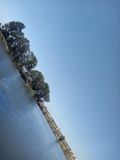 This image, captured in the City of La Venta, Mexico, depicts an outdoor landscape under a clear blue sky. A body of water, likely a river or lake, occupies the lower-left two-thirds of the frame, its surface displaying subtle ripples. A prominent line of large, dark-foliaged trees forms a diagonal embankment separating the water from the upper sky. Along the far bank, a narrow strip of land exhibits sparse, drier vegetation and several indistinct, light-colored structures in the distance. No individuals or specific actions are discernible. The scene is illuminated by bright daylight, with no clouds present.