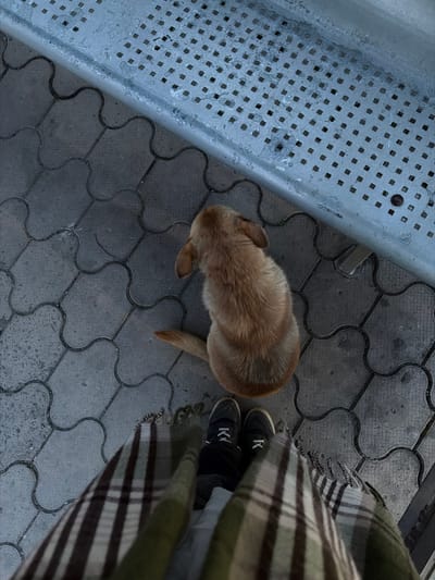 The image shows an overhead view of a section of patterned pavement in what appears to be an urban outdoor setting. A light-colored dog is standing on the pavement. Beside the dog are two black shoes that have a white 'K' on the side of them, as well as a patterned scarf. To the left of the dog and the person, there is the edge of a metal structure. The overall lighting suggests it's either early morning or late afternoon. Based on the location provided, the scene is likely in or around Trudovoy, Russia.