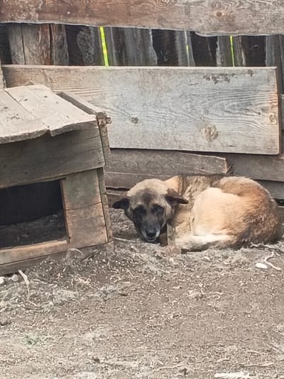 A medium-sized dog with tan and brown fur is lying curled up on the ground next to a wooden doghouse. The dog's head is resting on its paws and it appears to be sleeping or resting. The doghouse is weathered and appears to be made of rough-hewn wood. In the background, there is a wooden fence made of planks and vertical posts. The ground is covered with dirt and small stones. The image appears to be taken outdoors in an area that might be a rural or semi-rural setting, possibly within the city of Kamenno-Angarsk, Russia, given the rustic construction of the doghouse and fence.