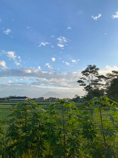 A landscape shot displays a clear blue sky with scattered white clouds. Lush green foliage dominates the right, possibly cassava plants. A building sits in the middle ground, hinting at human habitation amidst the natural setting. In the distance, a mountain peak is visible, adding depth to the scene. The image is rotated, giving the perspective of the sky falling to the left. The sun casts a bright glow on the horizon.