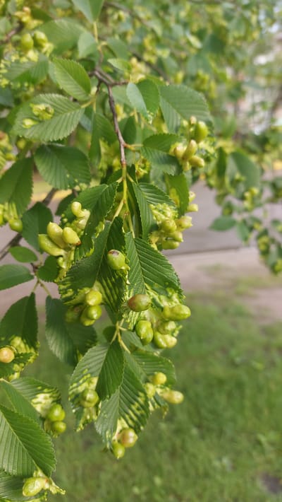 The image shows a close-up view of tree branches with green leaves and small, light green, elongated seed pods or developing fruits. Some of the leaves exhibit yellowing or variegation. The background is softly blurred, showing green grass and what appears to be a paved surface and a building, suggesting an outdoor urban or suburban setting. The perspective is from below, looking up at the branches. There are no people or animals visible in the image. The scene is likely located in Masty, Belarus, given the context provided, and appears to be a naturalistic element within an urbanized area.