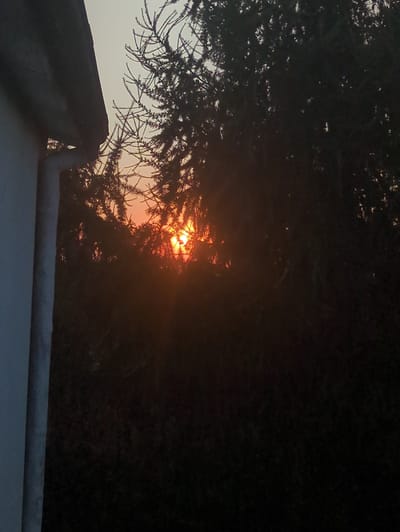 The image depicts a sunset viewed through dense foliage. The sun, a bright orange orb, is partially obscured by dark green branches and leaves, creating a dramatic silhouetted effect. The sky around the sun is a soft gradient of orange and light gray. To the left of the image, a portion of a white wall and a dark gray roofline are visible, suggesting an urban or suburban setting. The overall impression is one of natural beauty juxtaposed with man-made structures. The location is identified as Rusiec, Poland.
