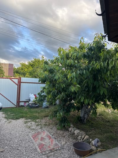 In the village of Dobrovskoye, Ukraine, a sunlit outdoor scene unfolds with a variety of objects and natural elements. A gravel driveway dominates the foreground, with a weathered, red and grey rug laid out on it. Beyond the driveway, a patch of green grass leads to a white fence with red trim, and a gate on the left side. A large, leafy green tree stands prominently in the mid-ground, its trunk gnarled and weathered. Scattered near the fence are several bags of white material, a red container, and a black crate filled with various items. In the background, more trees and buildings with corrugated roofs are visible. The sky above is a mix of dark, cloudy formations and patches of bright blue, suggesting a dynamic weather system. The scene appears to be a yard or backyard area, possibly with elements of a garden or storage space.