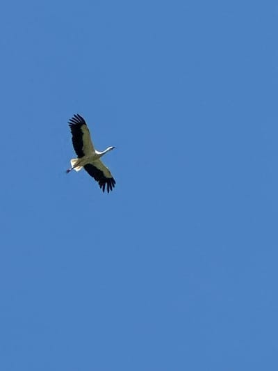 A white and black stork flies across a clear blue sky. The stork is in flight with its wings spread, and its body is angled slightly to the right. The bird's legs are extended backward. The background is a solid, uninterrupted expanse of blue sky, suggesting an outdoor, daytime setting. There are no visible landmarks or environmental features to indicate the specific location within Буркоўскі сельскі Савет, Belarus.