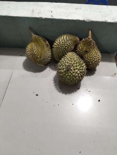 Four durians are arranged on a light-colored tiled floor, which appears to be indoors or in a covered outdoor area. Behind the durians is a textured, dark teal wall, and above that, a light-colored ledge or surface. The durians are spiky and green, with brown stems. One durian is positioned in the foreground, slightly to the right of center, casting a prominent shadow. Three other durians are clustered behind it, to the left and right. The floor has some scattered debris, including small dark specks and a few dry leaves. The lighting suggests it might be daytime, but the scene is not brightly lit, creating soft shadows. There is no visible text in the image.