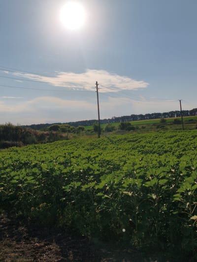 The image shows a bright, sunny day in Psilske, Ukraine. The foreground is dominated by a vast field of green plants, likely sunflowers, stretching towards the horizon. The plants are dense and uniform, with large, broad leaves. In the mid-ground, a line of trees forms a dark green border across the landscape, with a few scattered trees visible in the field. Beyond the trees, there are hints of rolling hills or fields.

Two wooden utility poles with wires stretched between them stand in the field, one to the right and another further left, indicating the presence of infrastructure. The sky is a clear, pale blue with a few wispy white clouds. A bright, luminous sun is positioned in the upper left quadrant of the image, casting a strong light and creating a lens flare effect. The ground in the immediate foreground appears to be dark soil, possibly tilled earth. There are no people or animals visible in the scene. The overall impression is of a rural, agricultural landscape on a clear, warm day.