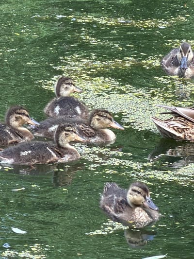 The media file shows a group of ducklings swimming in green, murky water. The ducklings are mostly brown and fuzzy, with some having lighter markings on their chests and wings. They are clustered together, with some of them appearing to be interacting with each other, perhaps preening or feeding. Reflections of the ducklings and the surrounding environment are visible on the water's surface, adding a sense of depth and movement to the scene. The water appears to be covered in a thin layer of green algae or duckweed, which creates a speckled texture. Sunlight is glinting off the water and some of the ducklings, suggesting it is daytime and the weather is likely sunny. The overall impression is one of a peaceful, natural setting. There is no visible text in the image. The location context indicates this is likely a pond or other body of water in Курилово Снт, Russia.