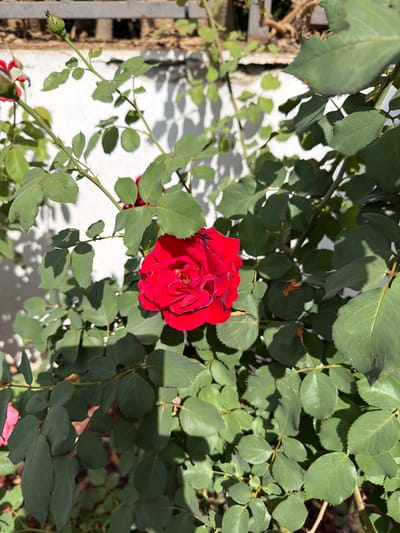 A close-up, high-angle shot captures a vibrant red rose in full bloom, its petals tightly curled towards the center, set against a backdrop of lush green rose leaves and thorny branches. Sunlight dapples the scene, casting shadows on the white wall behind the rose bush. The image was taken outdoors in Gedera, Israel, likely in a garden or backyard, as evidenced by the presence of a white textured wall and a portion of a wooden fence or trellis in the upper background. The rose is the clear focal point, with its rich color contrasting with the surrounding foliage. There are no people or animals visible in the frame. The overall impression is one of natural beauty and the peak of a rose's bloom.