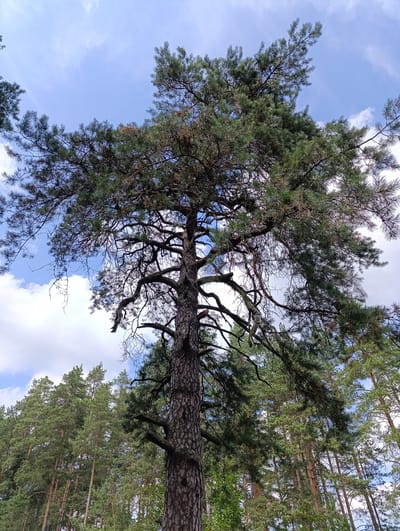 This image captures a low-angle view looking up at a tall, mature pine tree in a forest setting. The tree's thick, rough bark is prominent in the foreground, with its extensive branches reaching upwards, partially obscuring the sky. The needles of the pine tree are a mix of green and some dry, brown foliage, indicating age or seasonal changes. Behind this prominent tree, a dense forest of similar pine trees stretches into the background, creating a canopy of varying shades of green. The sky above is a bright blue with scattered white clouds, suggesting a clear day. The scene is situated within the Швабскі сельскі Савет, Belarus, implying a rural or natural environment characteristic of the region. No people or animals are visible in the frame.