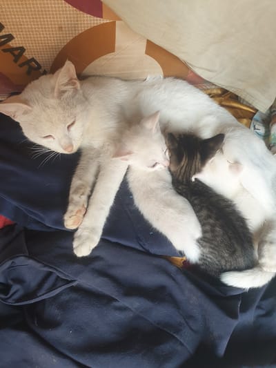 In Fresno, California, a white mother cat rests on dark blue fabric, surrounded by three kittens. One kitten, with tabby markings, nurses on the mother's side. Another kitten, mostly white, nurses on the mother's left. A third, also predominantly white, lies nestled against the mother. The mother cat is lying on her side, with her eyes closed, appearing to sleep. The fabric beneath them has a patterned texture, likely a pillow or blanket, featuring beige and brown circular designs. The overall scene depicts a peaceful moment of maternal care.