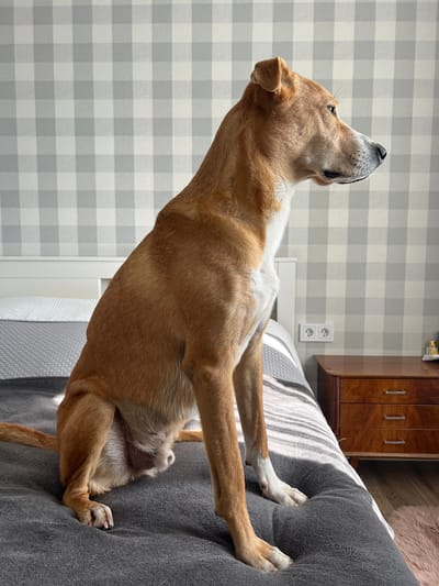 A medium-sized, tan and white dog is sitting on a gray blanket on a bed in a room with plaid wallpaper. The dog is facing right, with its head turned slightly to the side. The bed has a white headboard and white and gray bedding. To the right of the bed is a wooden nightstand with three drawers. There are two white electrical outlets on the wall above the nightstand. Sunlight is streaming in from the right side of the image, casting shadows on the bed and wall. The dog appears to be looking out of frame. The location is a bedroom in Saburovo, Russia.