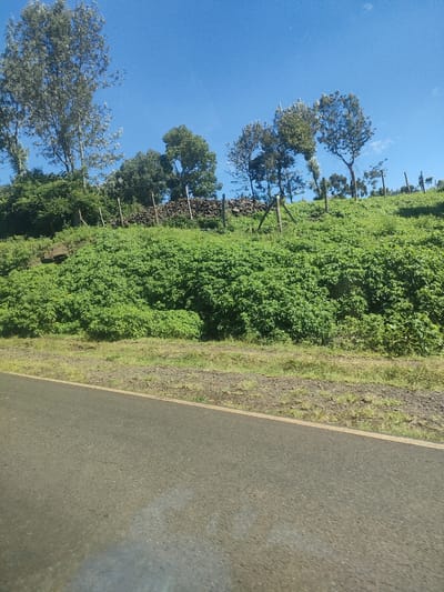 The image depicts a rural scene in a hilly area, likely located in Kenya. The foreground is dominated by a paved road. Adjacent to the road is a grassy verge. Beyond that, a densely vegetated hillside ascends. The hillside is covered in lush green foliage, with trees dotting the upper portion. A rudimentary fence line, consisting of wooden posts and possibly wire, runs along the top of the hill. A stone wall-like structure is also visible along the fence line. The sky is clear and blue. No people or animals are visible. The overall environment suggests a rural or agricultural setting. The location in the Municipality ward cannot be precisely determined without further information.