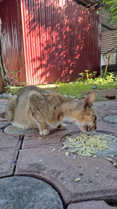 A tabby cat is eating from a pile of light-colored kibble on a patio paved with red and gray rectangular tiles. The cat is facing to the right, with its head lowered to the food. In the background, a corrugated red metal fence casts shadows of tree branches. Green grass and some plants are visible behind the fence. The scene is outdoors in what appears to be a residential area. The provided location is Julicotmeurak, Indonesia.