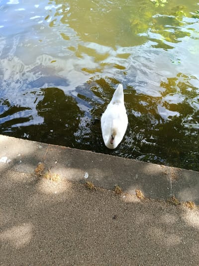 A lone white swan swims in dark green water, its rear half visible from above, with its white tail feathers fanned out. The swan is positioned in the lower left quadrant of the image, with its head submerged. The water reflects the blue sky and green foliage, creating a dappled pattern on the surface. A concrete edge lines the water, with some patches of moss and dry leaves scattered on it. The ground next to the concrete is a gravel path, with sunlight casting shadows from unseen trees. The scene suggests an outdoor setting, possibly a park or pond in Bedford, United Kingdom, during daytime. The lighting indicates it's likely a sunny day, with some cloud cover suggested by the reflections in the water. There is no visible text in the image.