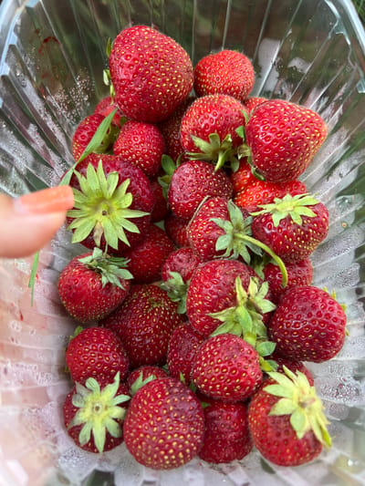 A close-up, overhead shot shows a clear plastic container filled with fresh strawberries. The strawberries are vibrant red with visible yellow seeds on their surfaces. Some of the strawberries have green stems and leaves attached. The container appears slightly damp, with small water droplets visible on its interior surface. A blurred finger, with an orange-tinted fingernail, is visible on the left side of the image, partially obscuring one of the strawberries and its green calyx. The background is out of focus, suggesting an outdoor setting with greenery. The location is not specified to be in the city of Fontanka, Ukraine.