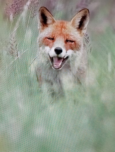 The image is a close-up photograph of a red fox in a natural, grassy environment. The fox is looking directly at the camera with its mouth open and tongue visible, giving the impression of a smile. Its fur is reddish-brown on its head and chest, fading to a lighter color on its body. The background is a blur of green foliage, with some hints of lighter, dried grasses or flowers towards the top left. The image appears to be taken outdoors during daylight. There is no information available to determine the location of this image in Chachersk, Belarus.