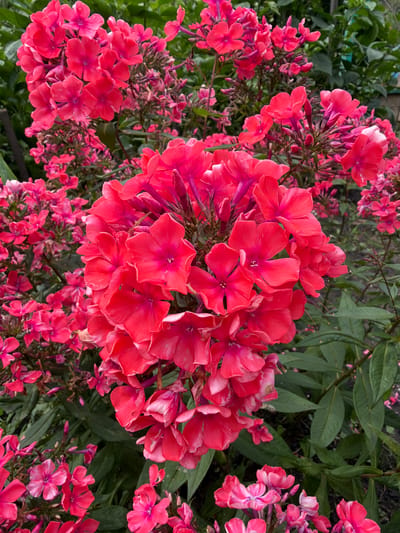 A close-up, eye-level, vertical shot captures a dense cluster of bright pink phlox flowers in full bloom. The flowers are densely packed, with many individual blossoms, some fully open and others still in bud. The petals are vibrant, with a slightly velvety texture, and many display a darker pink or magenta hue towards their centers. The background is filled with more of the same flowers and dark green foliage, suggesting a garden setting. There are no people or animals visible in the image. The lighting appears to be natural daylight, casting soft shadows. The image does not provide any specific context for the city of Altayskiye Zori, Russia, beyond its potential as a location where such flora might be found.