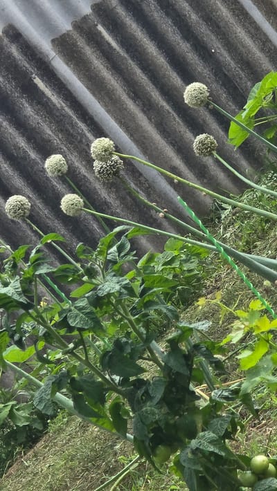 In Sernovodskoye, Russia, a low-angle, outdoor shot captures a garden scene. The background features a corrugated, grey, weathered wall. In the mid-ground, several tall, green stalks topped with spherical, white onion flowers extend upwards, some with visible snails attached. In the foreground, vibrant green tomato plants are laden with small, green tomatoes. The ground is covered with dry grass and straw. The lighting suggests an overcast day.