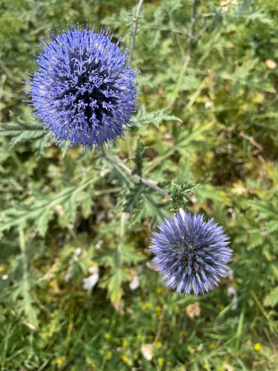 This is a close-up, eye-level, vertical shot of two blue globe thistles in a grassy, outdoor environment. The larger thistle is in the upper left quadrant, and a smaller one is in the lower right. The background is out of focus, showing green foliage and some yellow wildflowers. There is a small red ladybug on the lower thistle. The image was taken in Koklaisay, Kazakhstan.