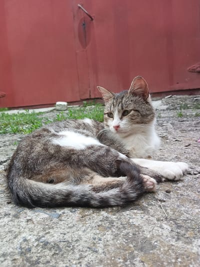 A tabby and white cat with green eyes is lying on a concrete surface in front of a red metal wall. The cat is facing to the right and looking away from the camera. Its tail is curled around its body. The environment appears to be an outdoor urban setting, possibly a yard or alley, with sparse grass and a white cylindrical object visible in the background. The overall scene is neutral, with no discernible human presence or interaction. The image was taken in the city of Shumerlya, Russia.