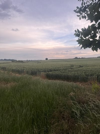 The image depicts a rural landscape in the Borough of Swale, United Kingdom, likely during late afternoon or early evening given the soft lighting. The foreground is dominated by tall, lush green grass and other vegetation, with some dry, straw-like stalks mixed in. Beyond this, a vast field of green crops, possibly wheat or barley, stretches into the distance. The field exhibits patterns of cultivation, with visible tracks or indentations suggesting recent agricultural activity. In the middle ground, a solitary tree stands against the horizon, and further back, a line of trees and buildings can be discerned. The sky above is overcast with soft, muted colors ranging from pale purple to light pink and grey, with wispy clouds. Power lines are visible horizontally across the sky. The overall impression is one of a tranquil agricultural setting under a subdued sky, with a section of tree leaves in the upper right corner framing the scene. There are no people or animals visible in the image.