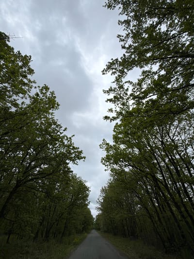 This image captures a tree-lined road in Rosen, Bulgaria, viewed from a low angle looking upwards. The scene is dominated by dense foliage of deciduous trees with vibrant green leaves, suggesting spring or early summer. The trees form a natural archway or canopy, framing a strip of overcast sky.
The sky is a uniform light grey, filled with soft clouds, indicating an entirely cloudy or overcast day with no direct sunlight. The lighting is diffused and even across the scene. On the right side of the frame, a dark, narrow asphalt road or paved path is visible, receding into the distance. The road appears somewhat damp or dark, possibly due to recent rain. Green grass and other low-lying vegetation flank the edges of the road beneath the trees.
The branches of the trees, some thick and dark, crisscross the upper parts of the image, showcasing the intricate network of the canopy. There are no people or specific activities taking place, creating a sense of tranquility and natural serenity. The overall mood is calm and peaceful, characteristic of a quiet journey through a verdant, secluded area on a cloudy day. No text is visible in the image.