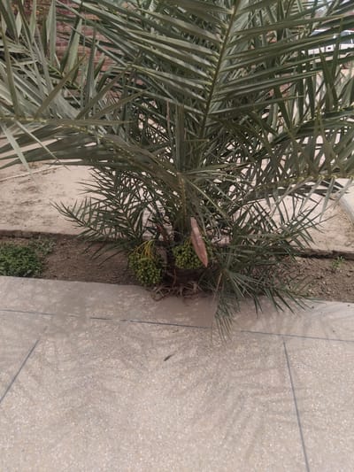 The image shows a young date palm tree with clusters of green dates growing from its trunk, located outdoors in what appears to be a garden or public space with a paved walkway. The ground surrounding the tree is a mixture of soil and some sparse green vegetation. The paved area is made of speckled concrete tiles, with visible grout lines. In the background, there is sandy soil and some foliage. The lighting suggests it is daytime. The scene is static and captures a portion of the tree and its immediate surroundings.