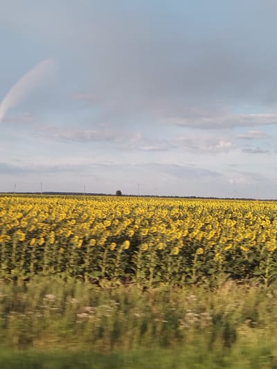 An overcast sky with scattered clouds looms over a vast, blurred field of sunflowers stretching to the horizon. The field is dense with yellow sunflowers, their faces turned upwards, creating a sea of yellow. In the distance, a line of trees forms a dark silhouette against the sky, punctuated by several tall, thin poles that could be utility poles or wind turbines. The foreground is a blur of green grass and wildflowers, suggesting movement, possibly from a vehicle. The scene is devoid of any people or animals. The location is identified as Prosvet, Russia.