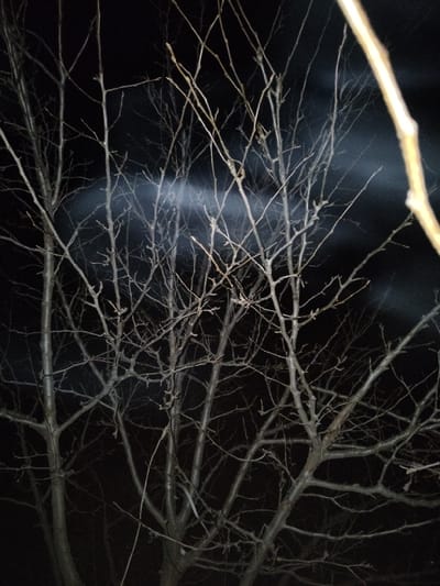 A bare tree stands against a dark, night sky. Its intricate network of branches, devoid of leaves, creates a skeletal silhouette. A soft, vertical beam of light cuts through the darkness behind the branches, adding an eerie atmosphere. The stark contrast between the dark backdrop and the illuminated tree limbs emphasizes the tree's delicate structure.