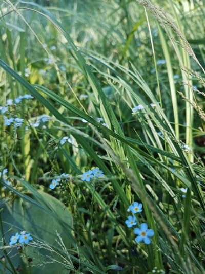 A close-up, vertical shot captures a patch of lush green grass interspersed with delicate blue forget-me-not flowers in bloom. The foreground is dominated by tall blades of grass, some of which are out of focus, creating a sense of depth and drawing the viewer's eye towards the smaller, more detailed elements of the scene. Several clusters of tiny blue flowers with yellow centers are visible, nestled amongst the green foliage. The lighting suggests it is daytime, with the sunlight filtering through the grass, creating a soft, natural glow. The overall impression is one of serene natural beauty, evoking a peaceful and tranquil atmosphere. The location context provided is Raudoja, Estonia, suggesting a rural or natural outdoor setting. No people, objects, text, or specific activities are depicted. The weather appears to be clear and pleasant, conducive to outdoor growth. The focus is on the botanical details and the interplay of light and shadow on the plant life.